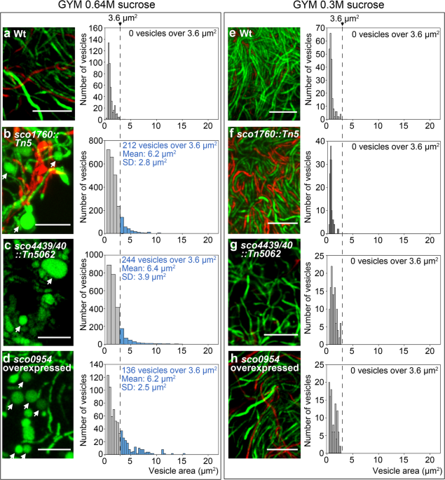 Peptidoglycan-reshuffling proteins SCO0954, SCO1758, SCO4439, and SCO4440 modulate the formation of wall-deficient cells in Streptomyces coelicolor under hyperosmotic sucrose stress