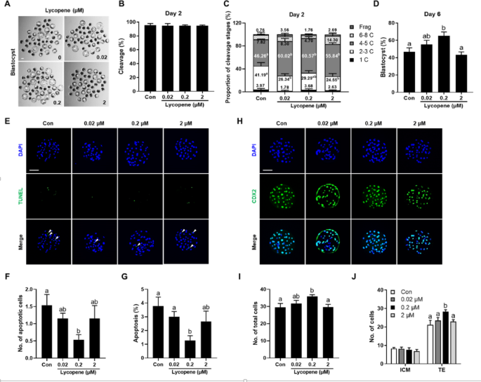 Lycopene enhances epigenetic reprogramming and zygotic genome activation in the porcine somatic cell nuclear transfer embryo