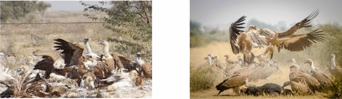 An enhanced opposition-based African vulture optimizer for solving engineering design problems and global optimization