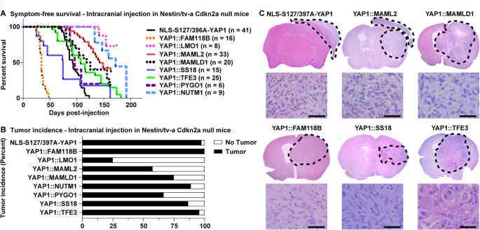 C-terminal fusion partner activity contributes to the oncogenic functions of YAP1::TFE3