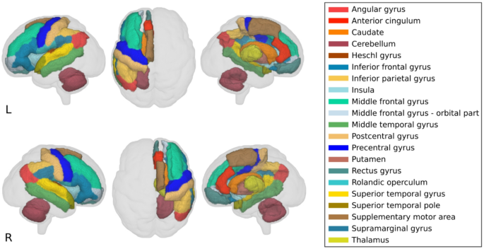 Prenatal brain connectivity and postnatal language: how familial risk and prenatal speech exposure shape early language skills