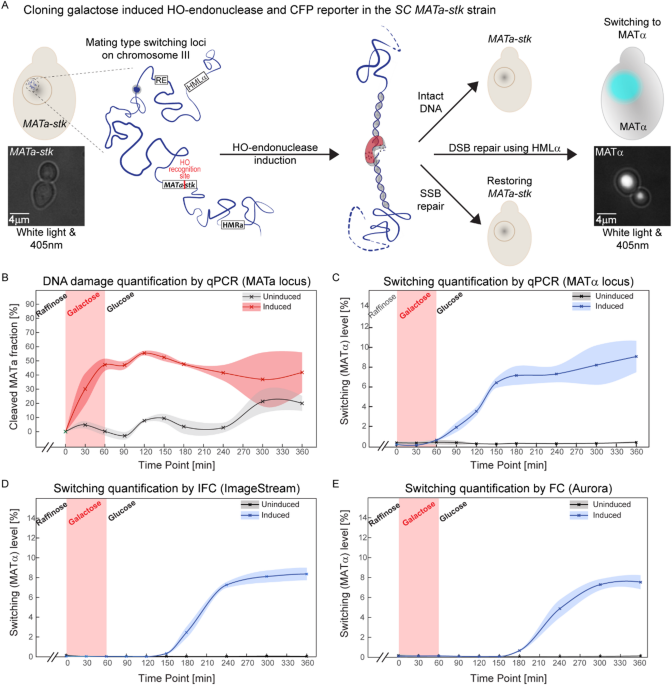 High-throughput DNA repair monitoring in Saccharomyces cerevisiae suggests SSB- and DSB-induced chromatin reconfiguration