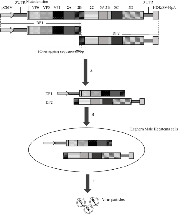 Construction of an infectious clone of novel duck picornavirus using the infectious subgenomic amplicon method