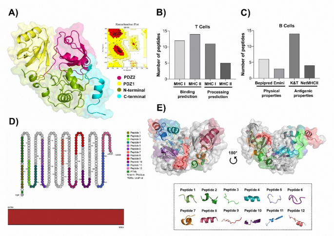 The administration of passive and active immunotherapy against Syntenin-1 decreased the tumoral growth and pulmonary metastasis in a murine model of triple-negative breast cancer