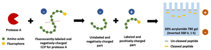 Profiling plasma protease activity with charge-changing peptides enables detection and classification of gastrointestinal cancers