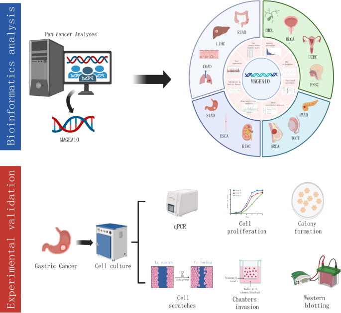 Comprehensive analysis of MAGE-A10 in pan-cancer and its validation in gastric cancer