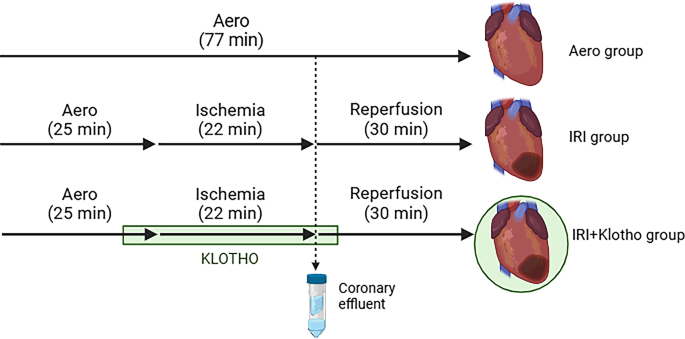 Klotho protein alleviates heart ischemia/reperfusion injury and oxidative stress through regulation of the NOS/MMP pathway