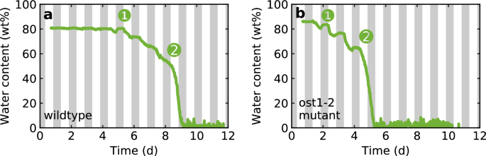 The dynamics of stomatal closure of Arabidopsis thaliana determined by terahertz spectroscopy and a water transport model