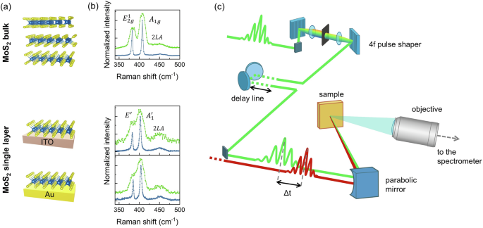 Transient photodoping and phonon dynamics in bulk and monolayer MoS2 by time resolved Raman scattering