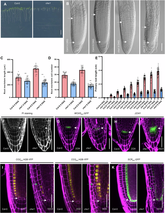 AtCHE1, the Arabidopsis homolog of mammalian AATF/Che-1 protein, is involved in safeguarding genome stability