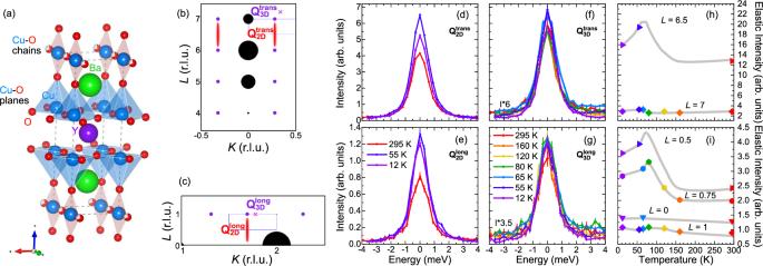 Hybridization of lattice and charge order excitations in a superconducting cuprate