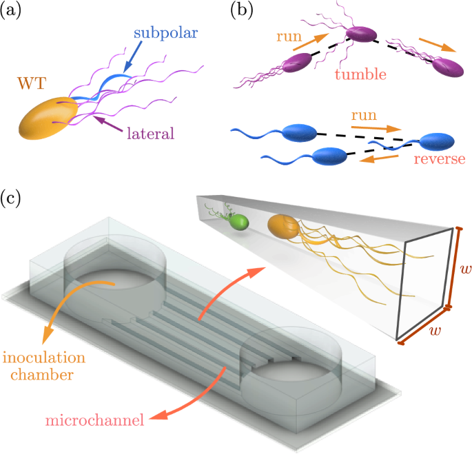 Preventing clustering of active particles in microchannels