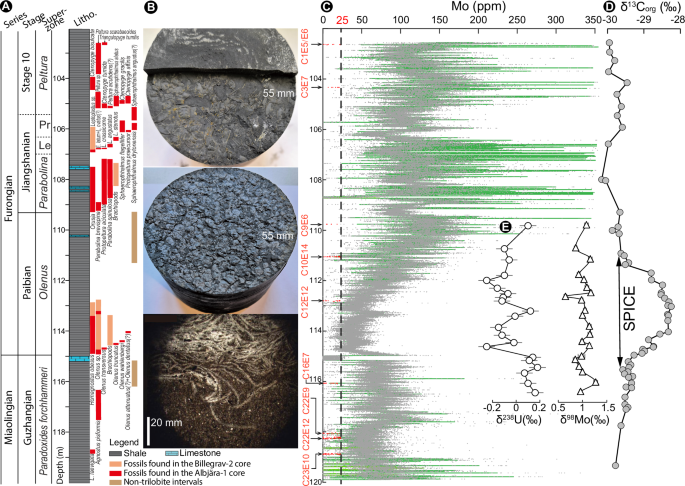 Sub-millimeter molybdenum and uranium isotopes track millennial redox events in the Cambrian ocean