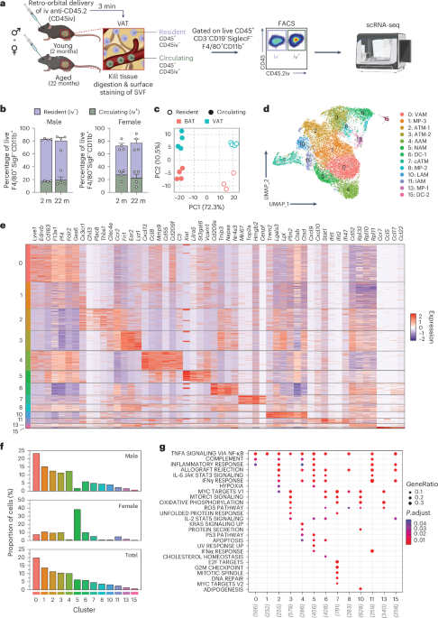 Nerve-associated macrophages control adipose homeostasis across lifespan and restrain age-related inflammation