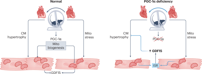 Interaction of PGC-1α and GDF15 in the stressed heart