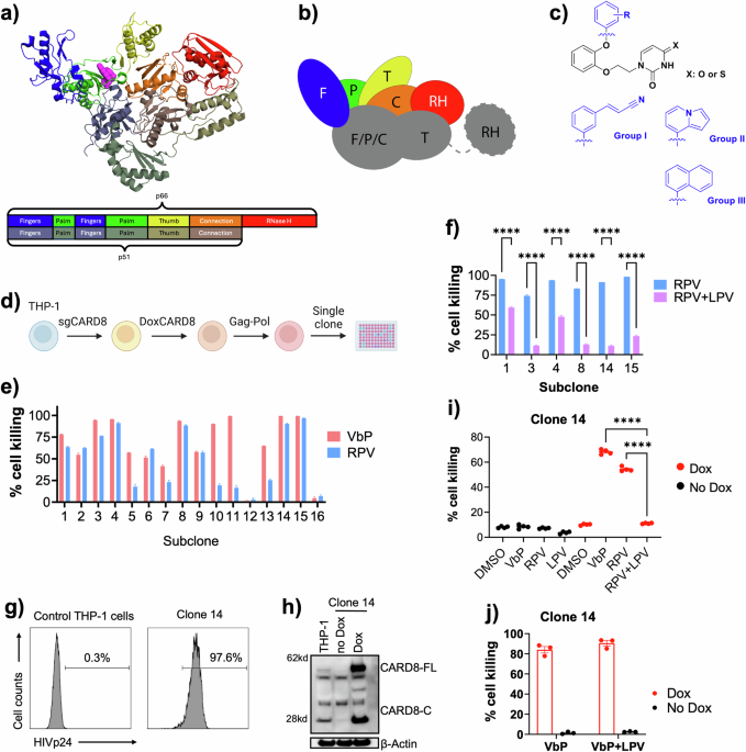 Mechanistic basis for a novel dual-function Gag-Pol dimerizer potentiating CARD8 inflammasome activation and clearance of HIV-infected cells