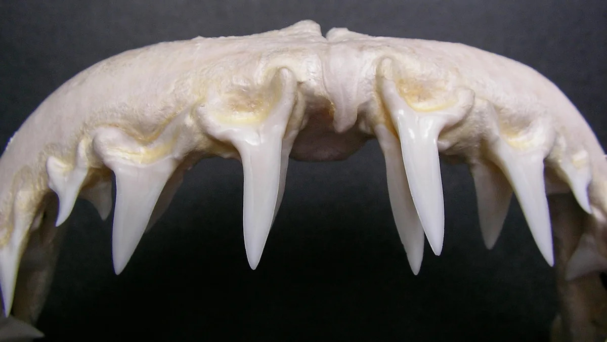 Scientists make shocking discovery after studying sharks’ teeth: ‘Profound implications’