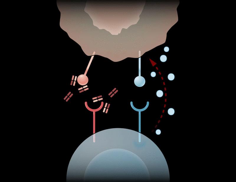 Inhibitory immune checkpoints in cancer immunotherapy | Science Immunology
