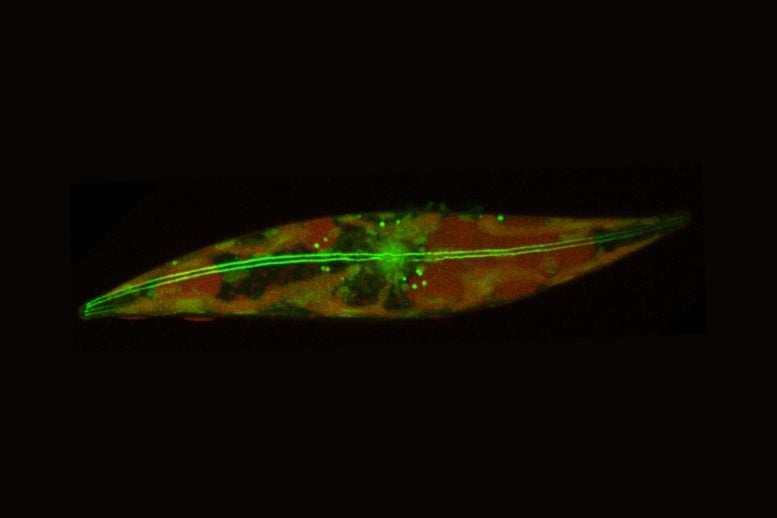 Tiny Arctic Organisms Are Defying the Rules of Biology