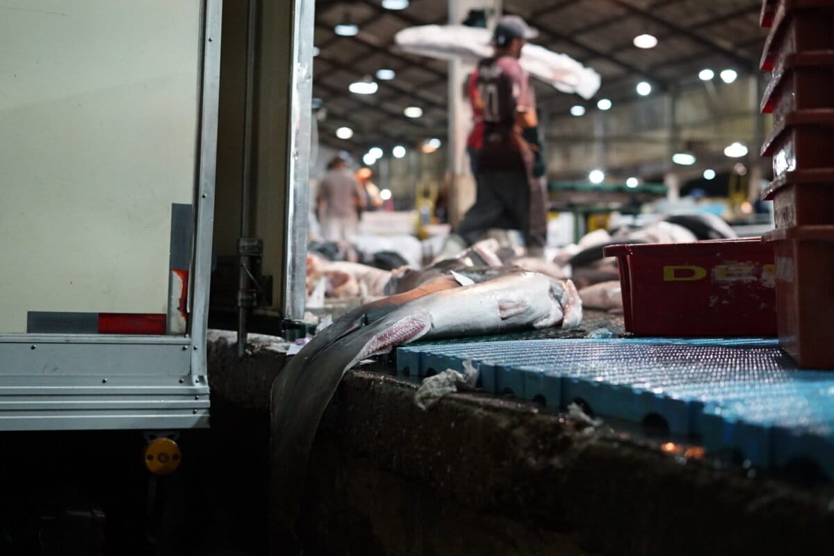How we probed a maze of websites to tally Brazilian government shark meat orders