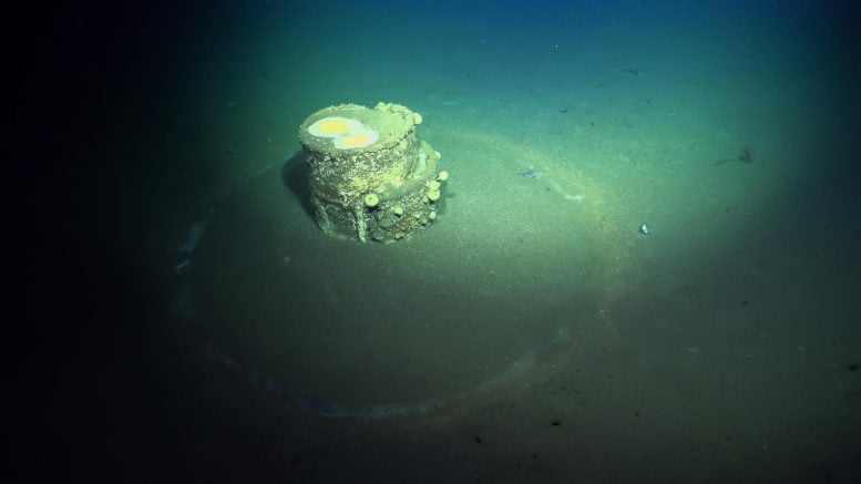 Strange “Halos” on the Ocean Floor off Los Angeles Reveal a Toxic Secret