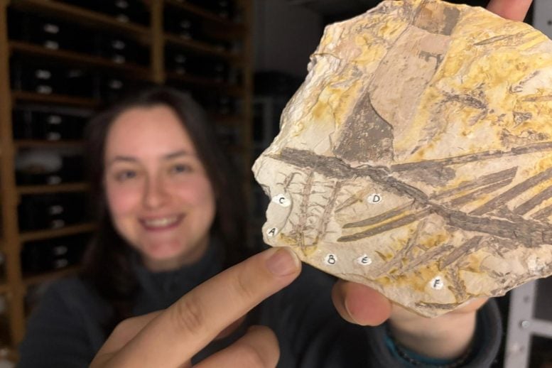 Brazilian Scientists Solve 50-Year-Old Fossil Enigma With Discovery of New Plant Genus