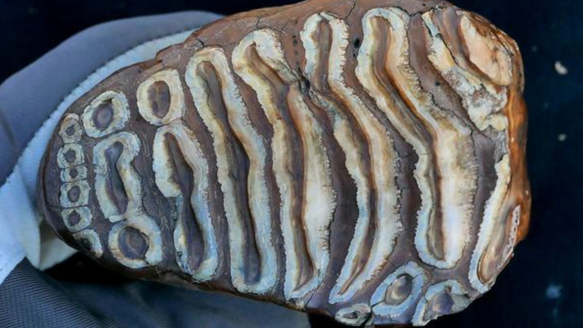 World’s oldest microbial DNA found in million-year-old mammoth remains
