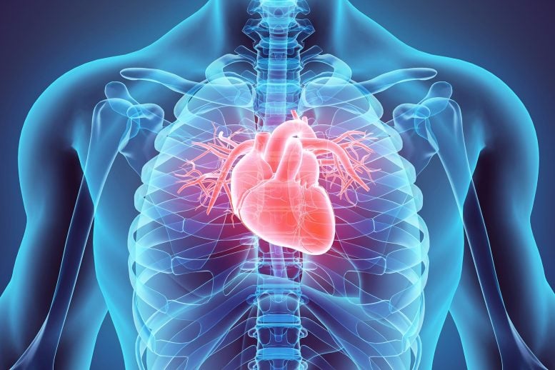 Researchers Pinpoint Protein That May Halt the Progression of Heart Disease