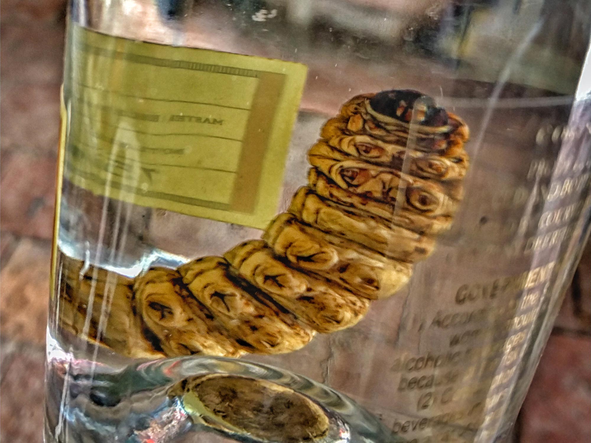 Mezcal Worm in a Bottle Yields Surprising DNA Results