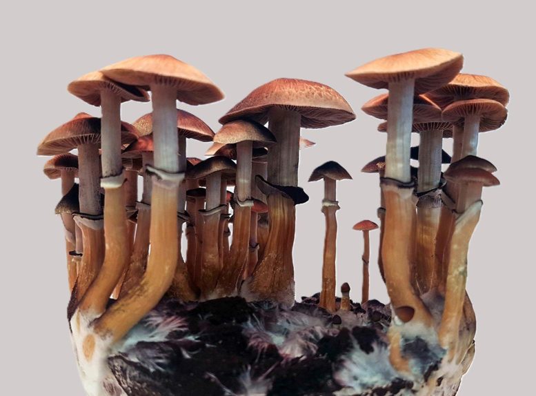 Mushrooms Evolved Psychedelics Twice, and Scientists Just Found Out