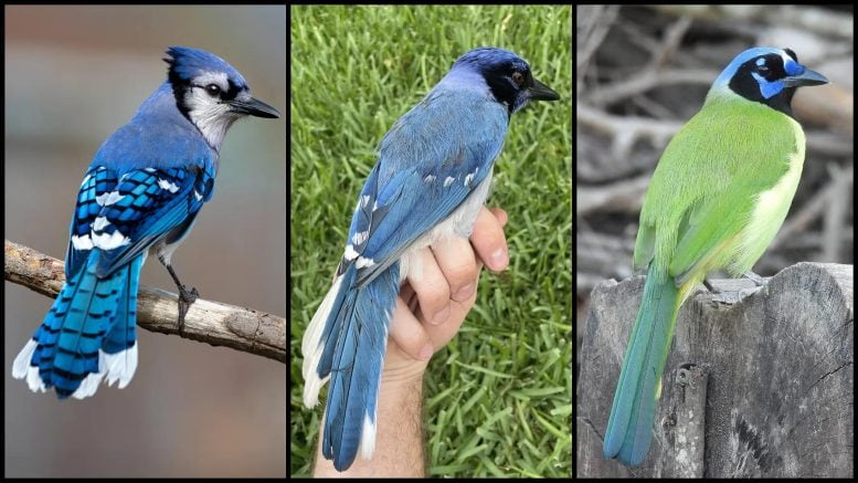 Rare Hybrid Bird Discovered in Texas Backyard