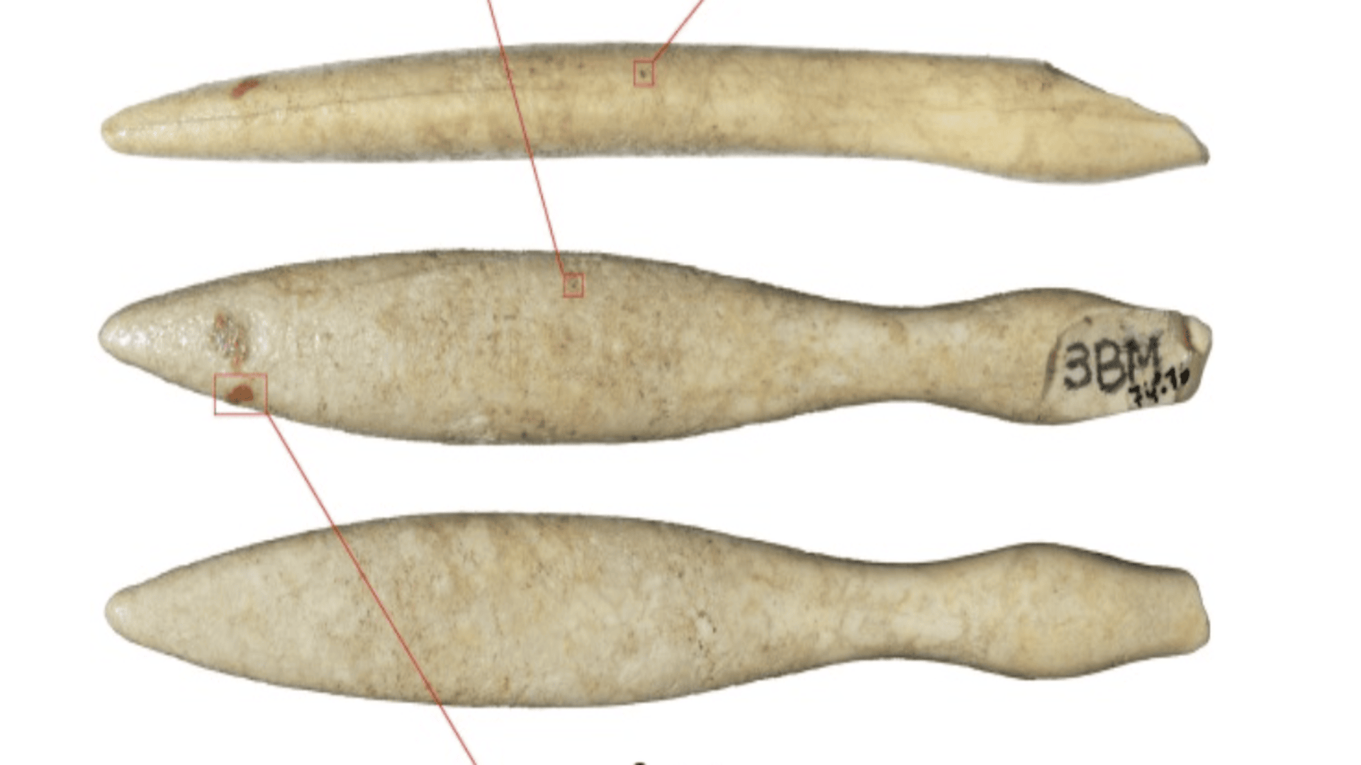 Oldest piece made of hippopotamus ivory reveals prehistoric trade