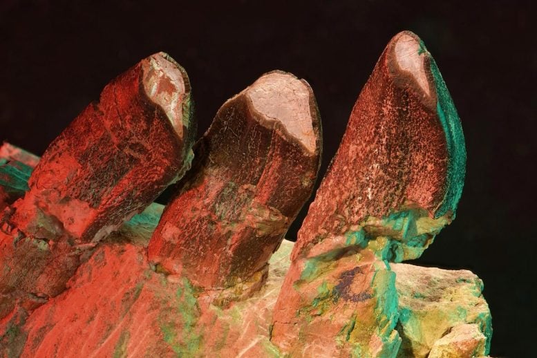 What Dinosaur Teeth Reveal About Life 150 Million Years Ago