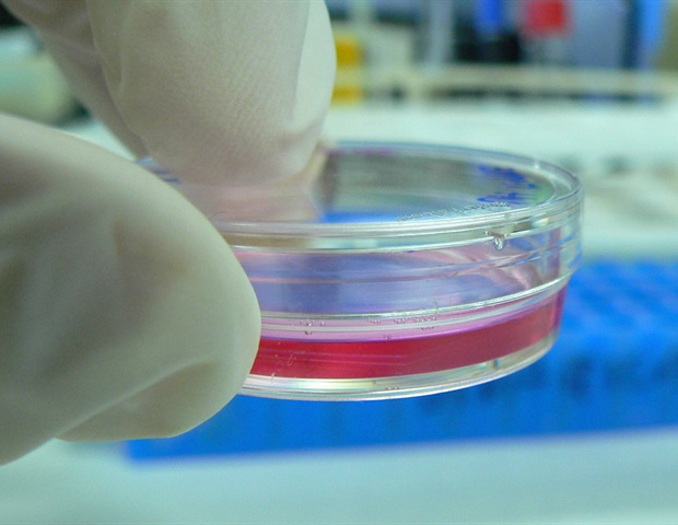 Engineers create designer biobots using human lung cells