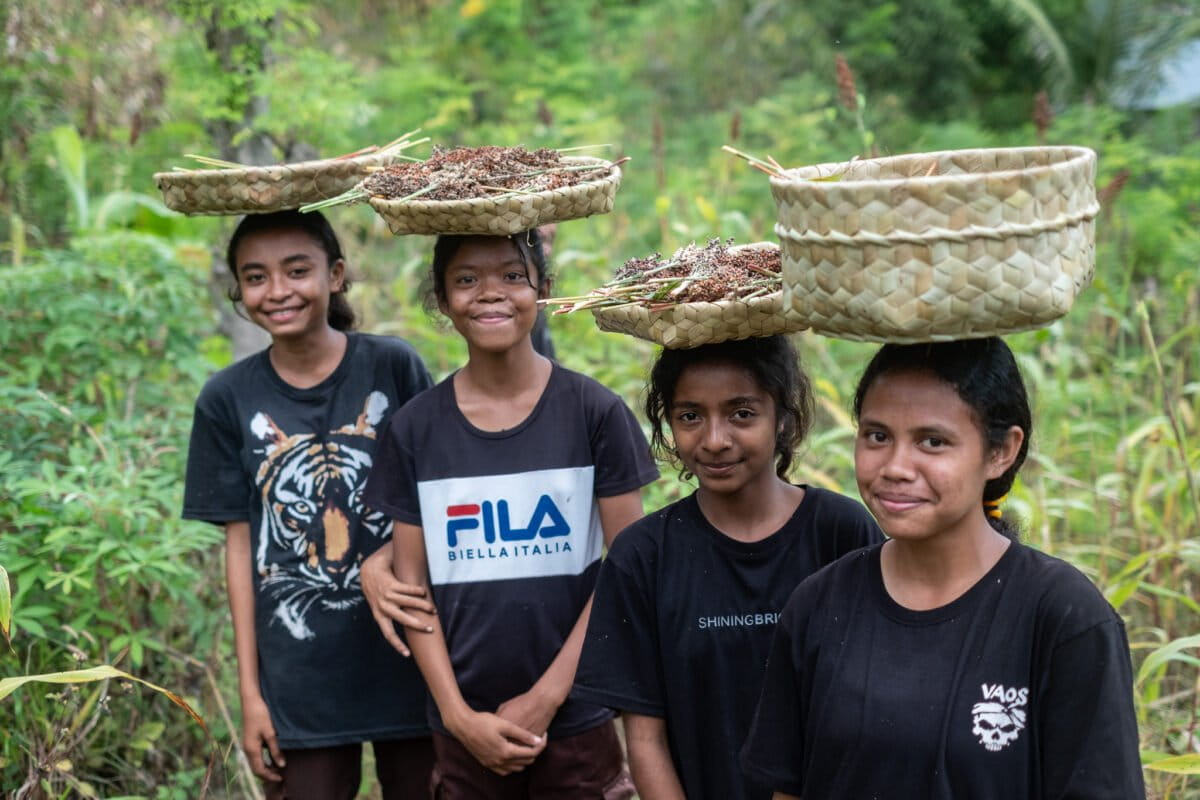 Grassroots community seeds sorghum in eastern Indonesia to adapt to climate change