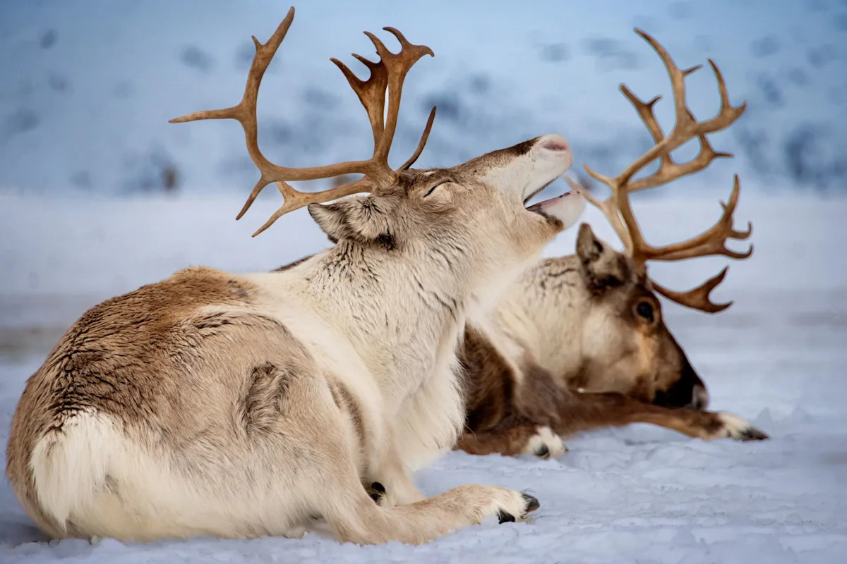 Scientists issue warning over disturbing phenomenon impacting reindeer — here’s what’s happening