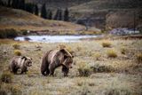 Are Animals Like Mountain Lions and Bears Leaving Yellowstone National Park?