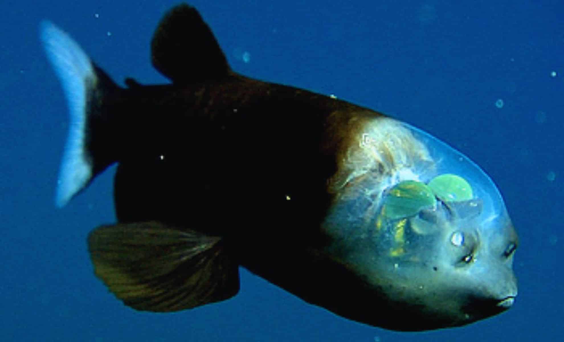 Cameras Caught What No Human Was Meant to See—A Deep Sea Creature Straight Out of a Nightmare