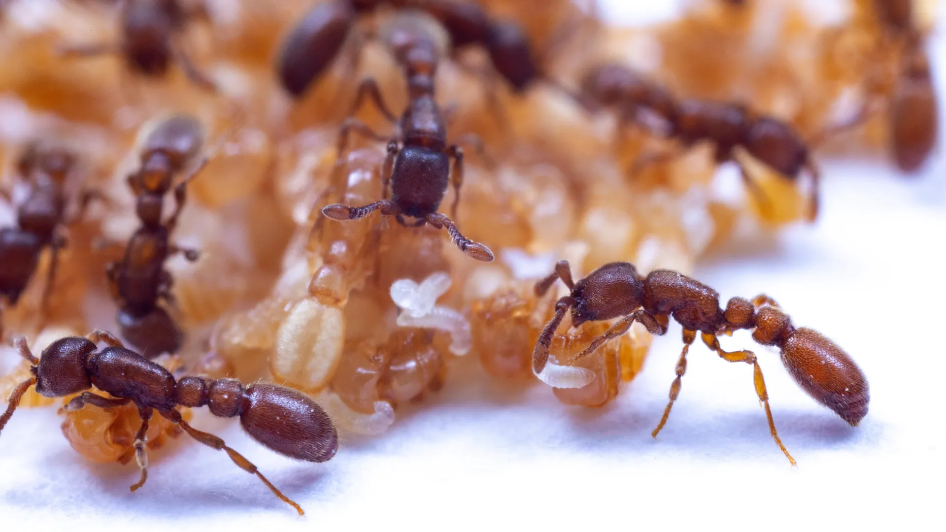Hidden gene trick lets ants smell with super precision