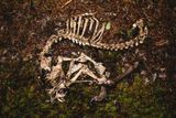 After Death, the Necrobiome Helps Drive the Circle of Life