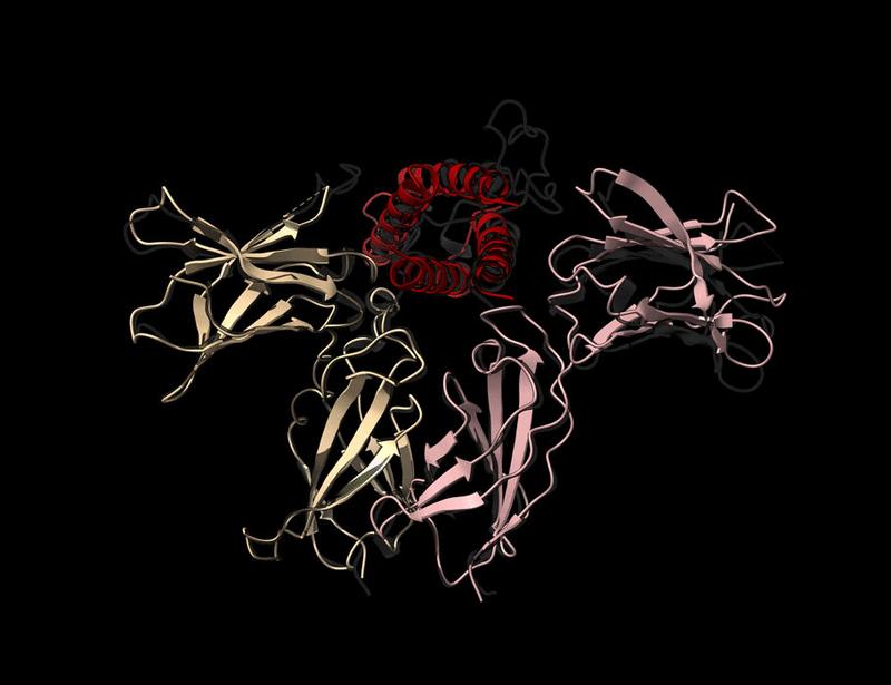 Design of a potent interleukin-21 mimic for cancer immunotherapy | Science Immunology