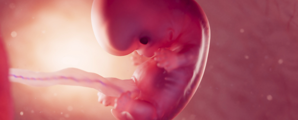 We Know Shockingly Little About Microplastic Impact on Fetuses : ScienceAlert