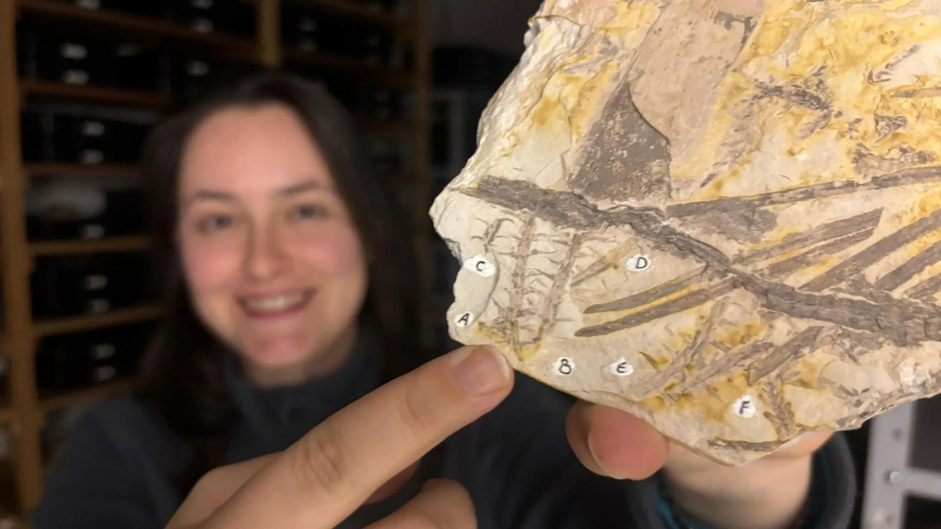 Scientists just found rare spores inside a fossil older than dinosaurs