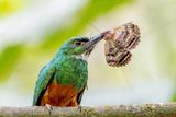 Animals Choose to Hide or Flaunt Their Colors Based on Light Conditions and Predator Behavior