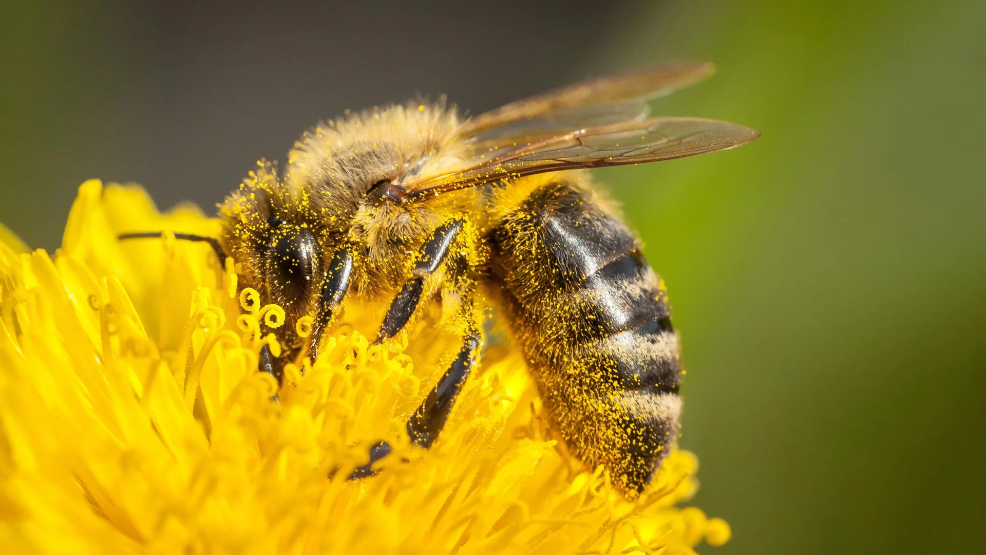 Pollen holds a secret that could save honeybees
