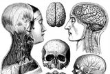 Human Head Transplants: Where the Science Stands, and Why the Ethics Are So Complicated