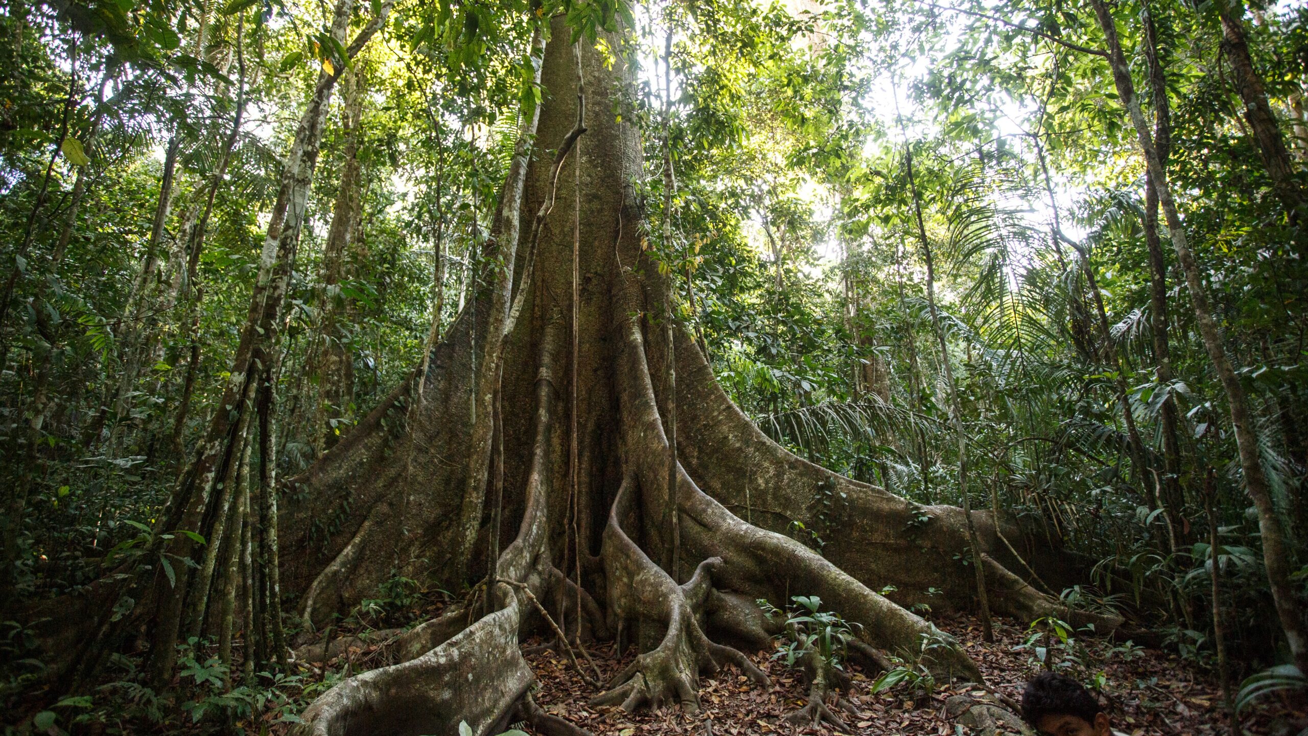 ‘The whole forest has changed’: Amazon trees are getting fatter due to rising CO2 in the atmosphere