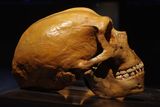 Early Neanderthals and Classic Neanderthals Likely Experienced a Genetic Bottleneck 110,000 Years Ago