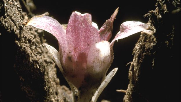 The race to save the world’s rarest orchid