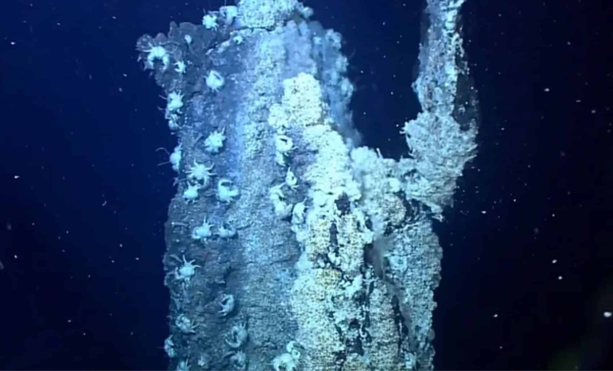 Scientists Stunned by What an Underwater Robot Found in the Depths of the Pacific